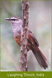 Laughing Thrush, India  