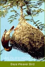 Baya Weaver Bird, Birding in Goa, Goa Birding Tour, Birding Tour India, Bird Watching Tour India 