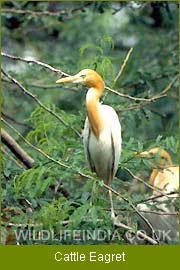 Cattle Eagret, Bird Watching India, Birding Tour India, Indian Birding Tour 