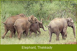 Elephant Thekkady