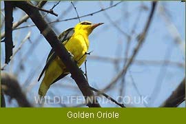 Golden Oriole, Himalayan Birding Tour 