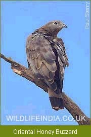 Oriental Honey Buzzard, Birding Tours India 