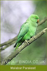 Malabar Parakeet - Kerala, Bird Watching Tour, Indian Bird Watching 