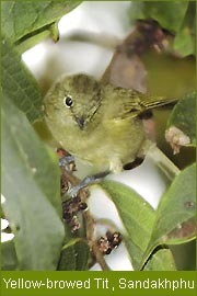 Yellow-browed Tit - Sandakhphu, Bird Tour India, Indian Birding Tour 