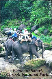 Elephant Safari - Corbett National Park, Wildlife India Tour 