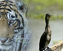 Darter, Bhartpur Bird Tour, Birding Tour in India, India Birding Tour, 