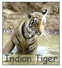 Tiger Tours India, Indian Tiger Tours, Tiger Safari India 