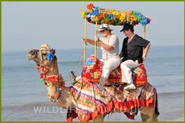 Photography Safari with Dennis Jones