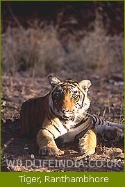 Tiger, Ranthambore National Park
