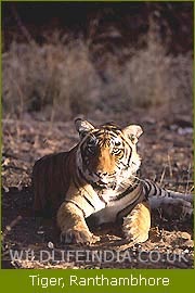 Tiger, Ranthambore National Park  