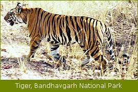 Tiger, Bandhavgarh National Park, Wildlife Filming Trip   