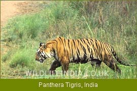 Wildlife Filming Trips, Indian Wildlife Trips 