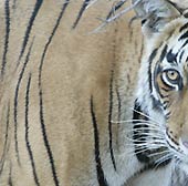 Tiger,Ranthambore National Park 