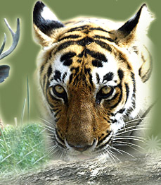 Ranthambore Wildlife Filming Trip