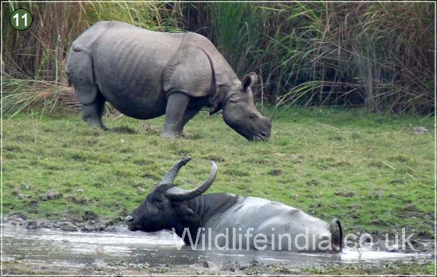 Rhino, Kaziranga