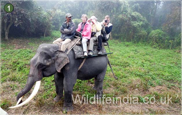 Kaziranga National Park
