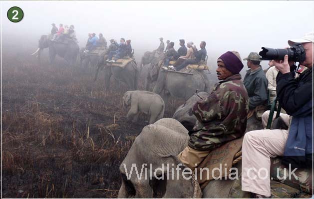 Kaziranga National Park