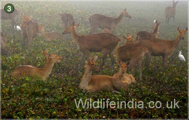 Kaziranga National Park