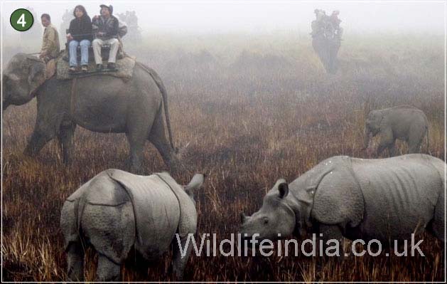 Kaziranga National Park