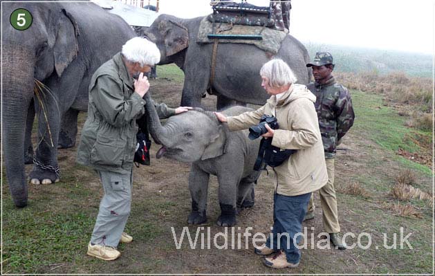Kaziranga National Park