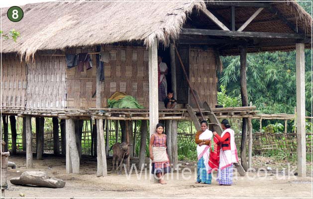 Kaziranga National Park
