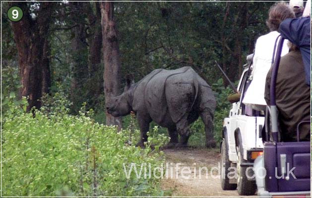 Rhino, Kaziranga National Park