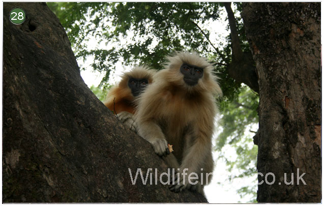 Golden Langur