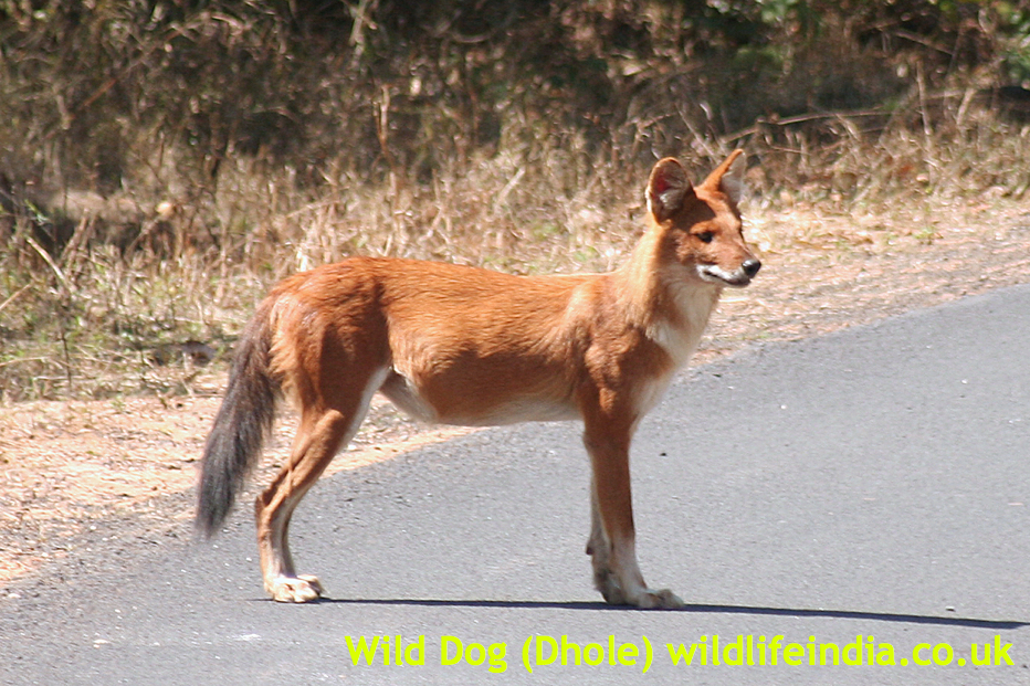 Kaziranga National Park