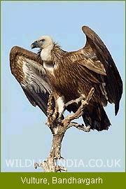 Vultures, Bandhavgarh National Park, Wildlife Filming Trip   