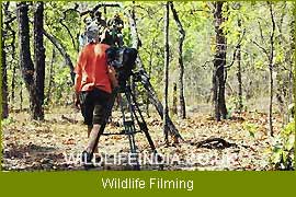 Wildlife Filming & Photographic Expeditions 