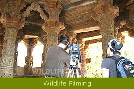 Wildlife Filming & Photographic Expeditions 