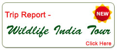 Wildlife India Tour