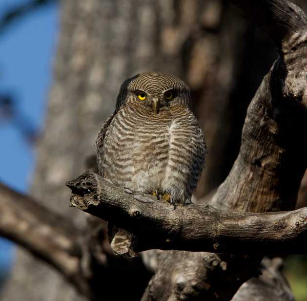 Kaziranga National Park