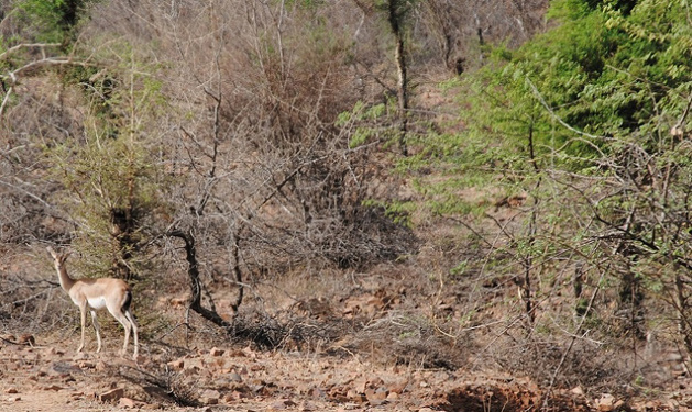 Kaziranga National Park