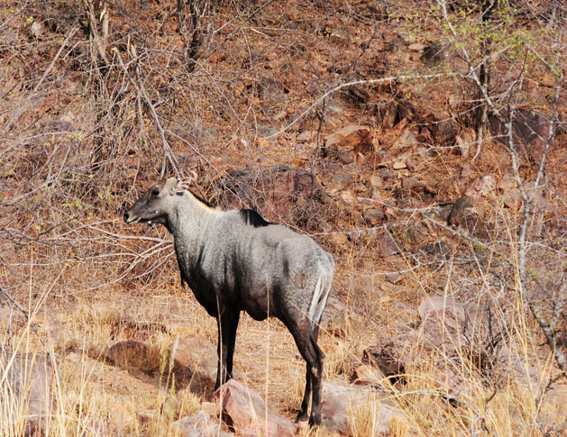Kaziranga National Park