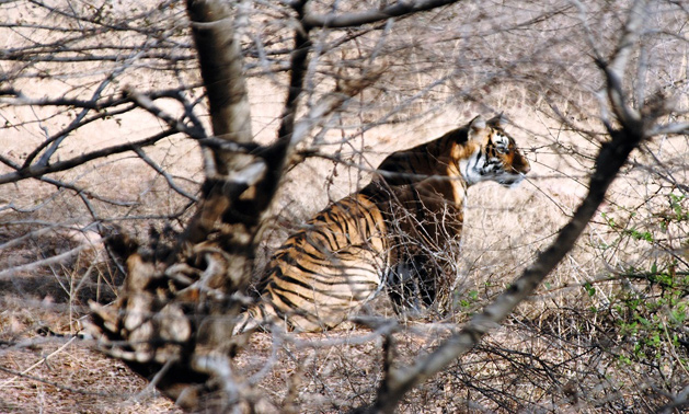 Kaziranga National Park