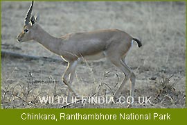 Blackbuck or Indian Antelope, National Parks Tours of India,