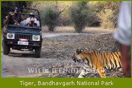 Tiger, Bandhavgarh National Park