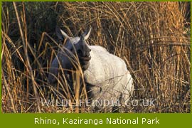 Rhino, Kaziranga National Park