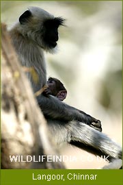 Langoor - Chinnar Wildlife Sanctuary, Wildlife Tours India, Indian Wildlife Tours, Wildlife Travel  & Tours  