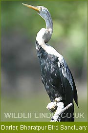 Darter - Bharatpur Bird Sanctuary,  Bird Tour India,  Bird Watching Tour 