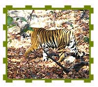 Female Cub, Bandhavgarh National Park