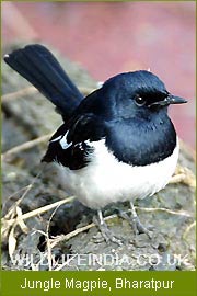 Jungle Magpie - Bharatpur, Bird Tour India  