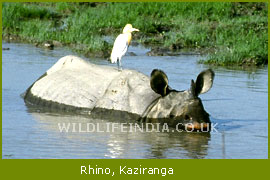 Rhino, Kaziranga National Park