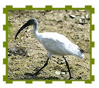 White Ibis, Keoladeo National Park 