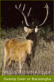 Barasingha or Swamp Deer