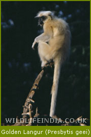 Golden Langurs, Presbytis Geei