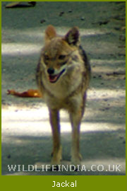 Jackal, Dog Family of India