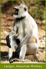 Langur, Hanuman Monkey, Apes Family of India