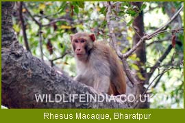 Rhesus Macaque, Bharatpur